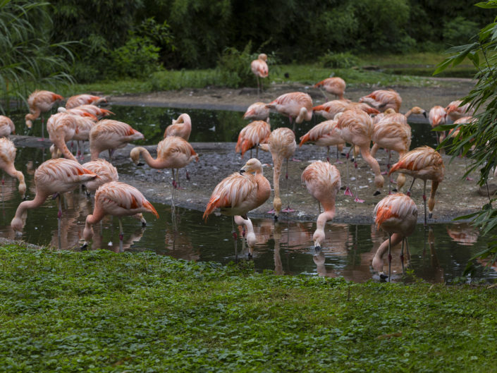 Group of chilean flamingos