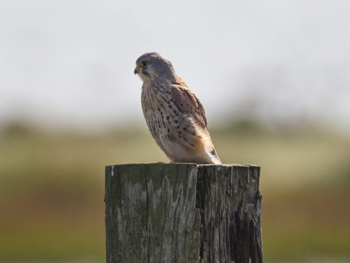 Common Kestrel on a pole
