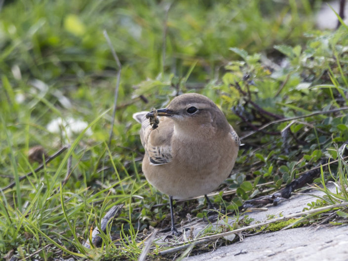 Northern wheatear with prey