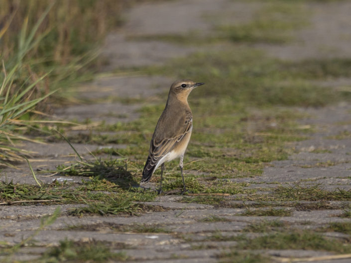 Northern wheatear