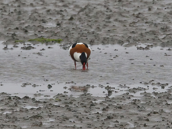 Common shelduck