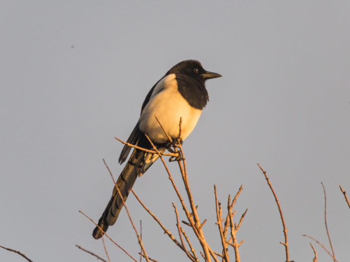 Eurasian magpie on a tree