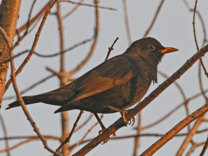 male common blackbird at sunset