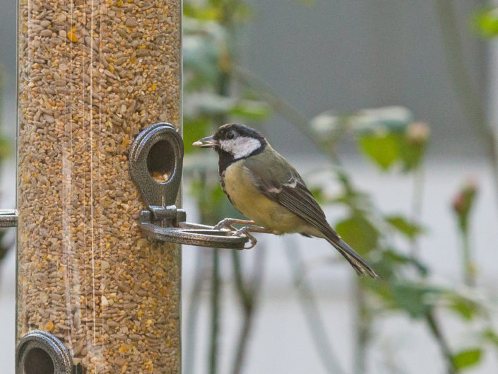 Great Tit (Kohlmeise) with grain in its beak