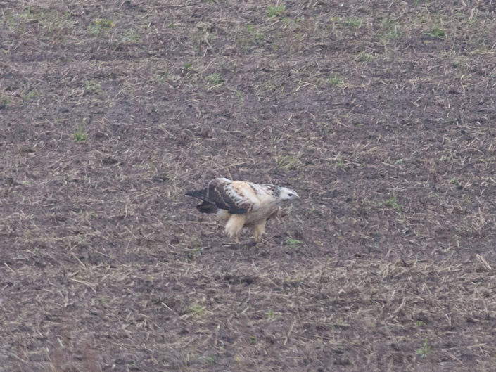 Rough-legged Buzzard (Rauhfußbussard) in the field