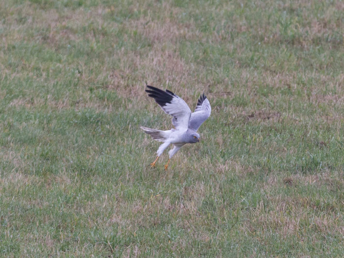 Starting Hen Harrier (Kornweihe)