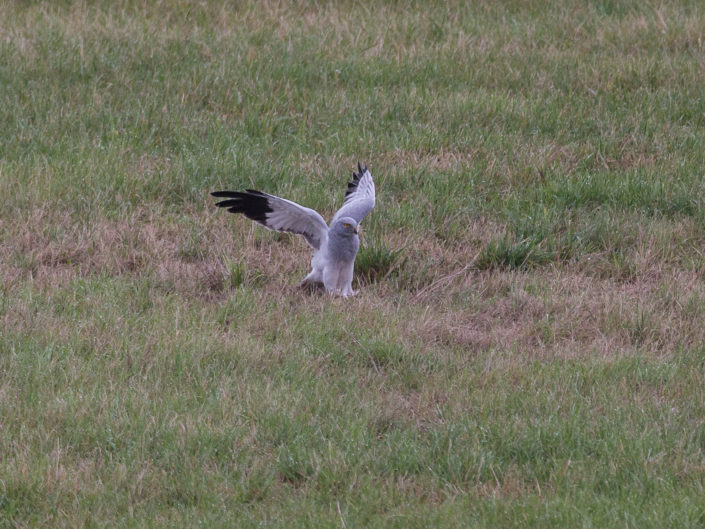 Flying Hen Harrier (Kornweihe)