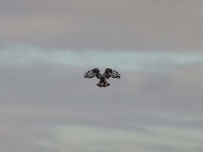 Flying Rough-legged Buzzard (Rauhfußbussard)