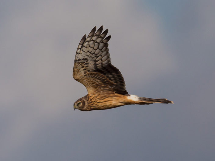 Flying Hen Harrier (Kornweihe)