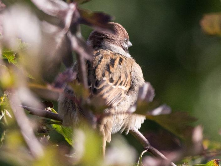 Eurasian tree sparrow on a branch