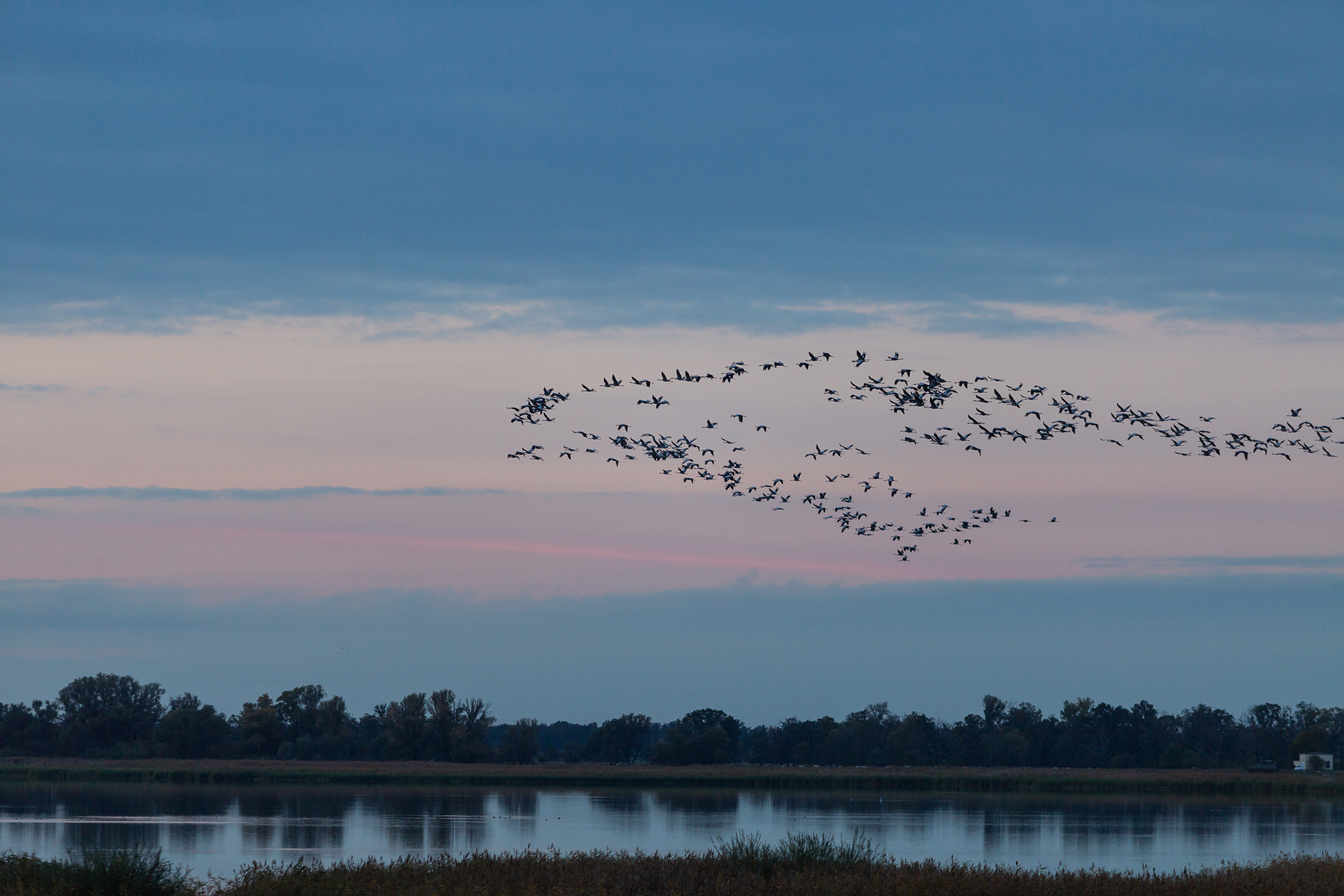 Birdwatching Cranes on their way to Gülper See (Kraniche im Anflug auf den Gülper See)