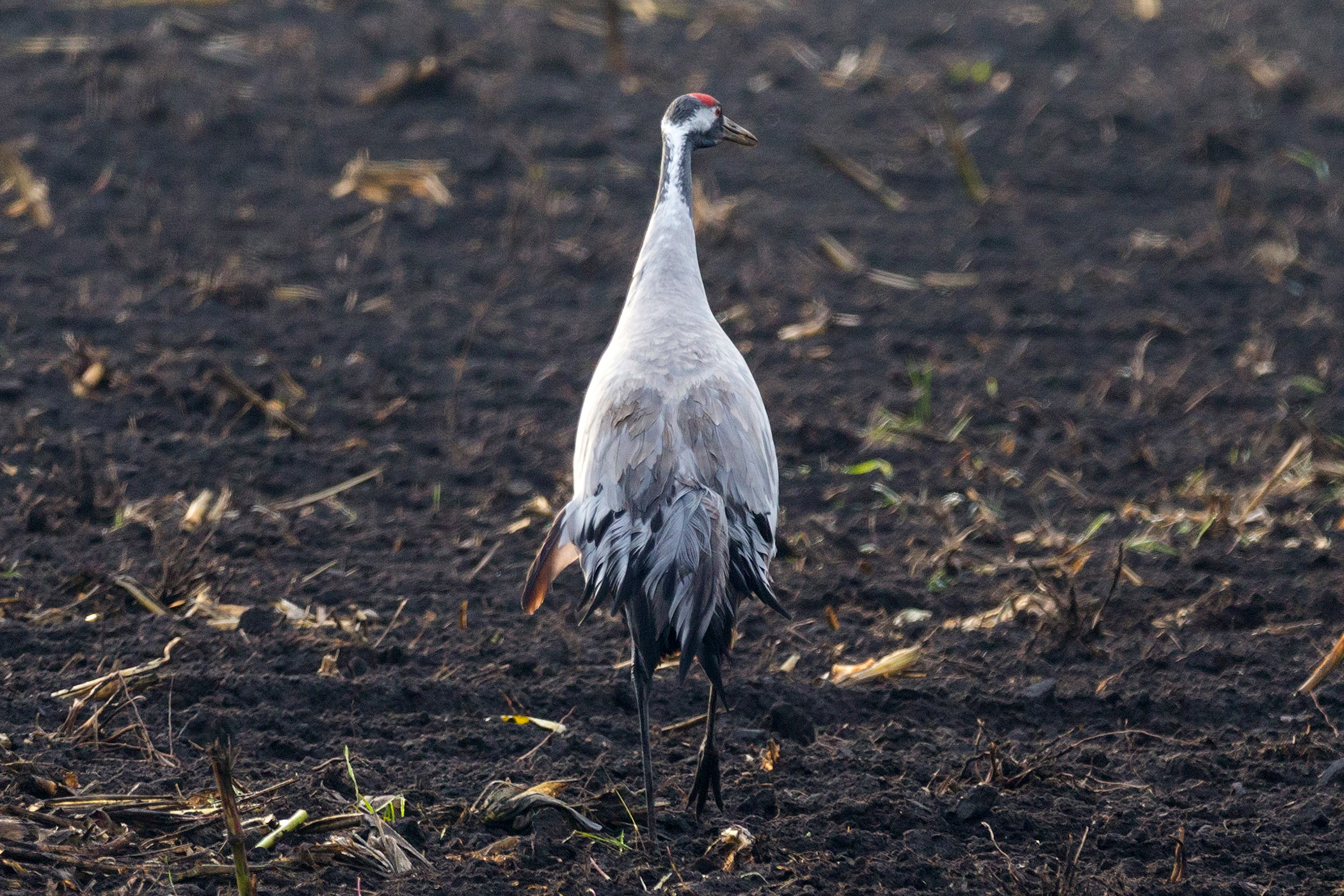 Birdwatching Crane (Kranich), Semlin