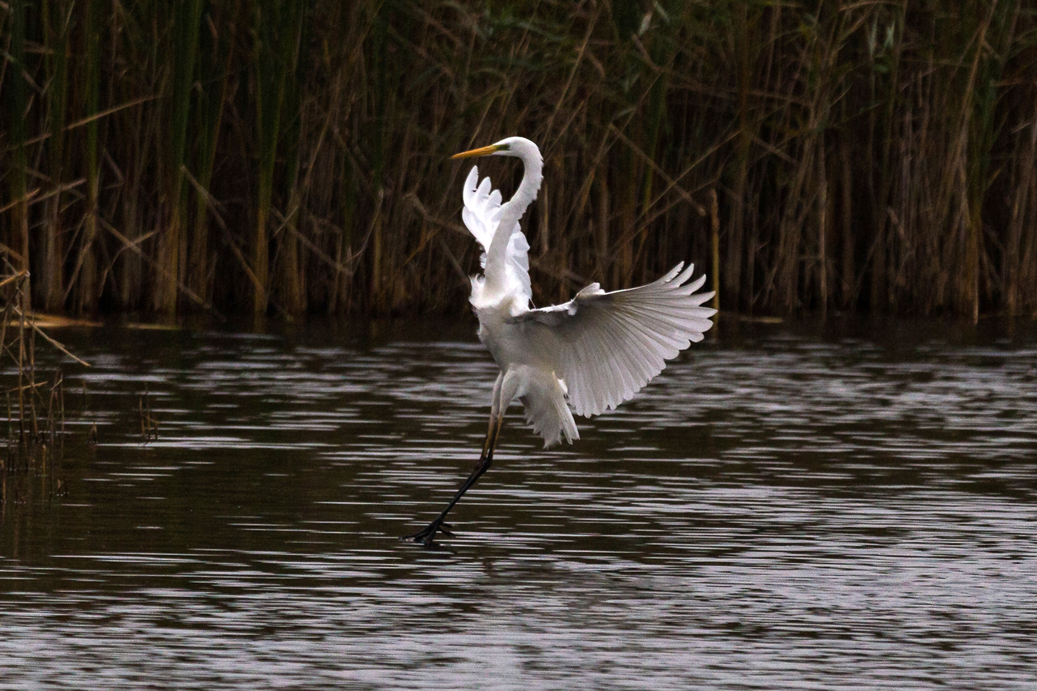 Birdwatching Great Egret (Silberreiher), Linum