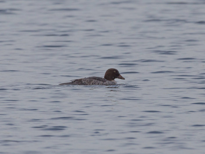 Common goldeneye