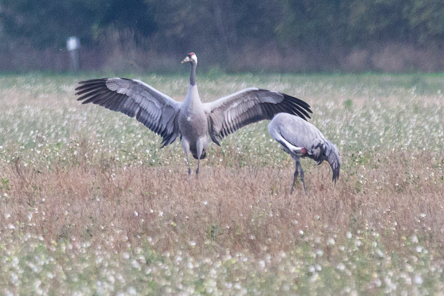 Birdwatching Crane (Kranich), Linum