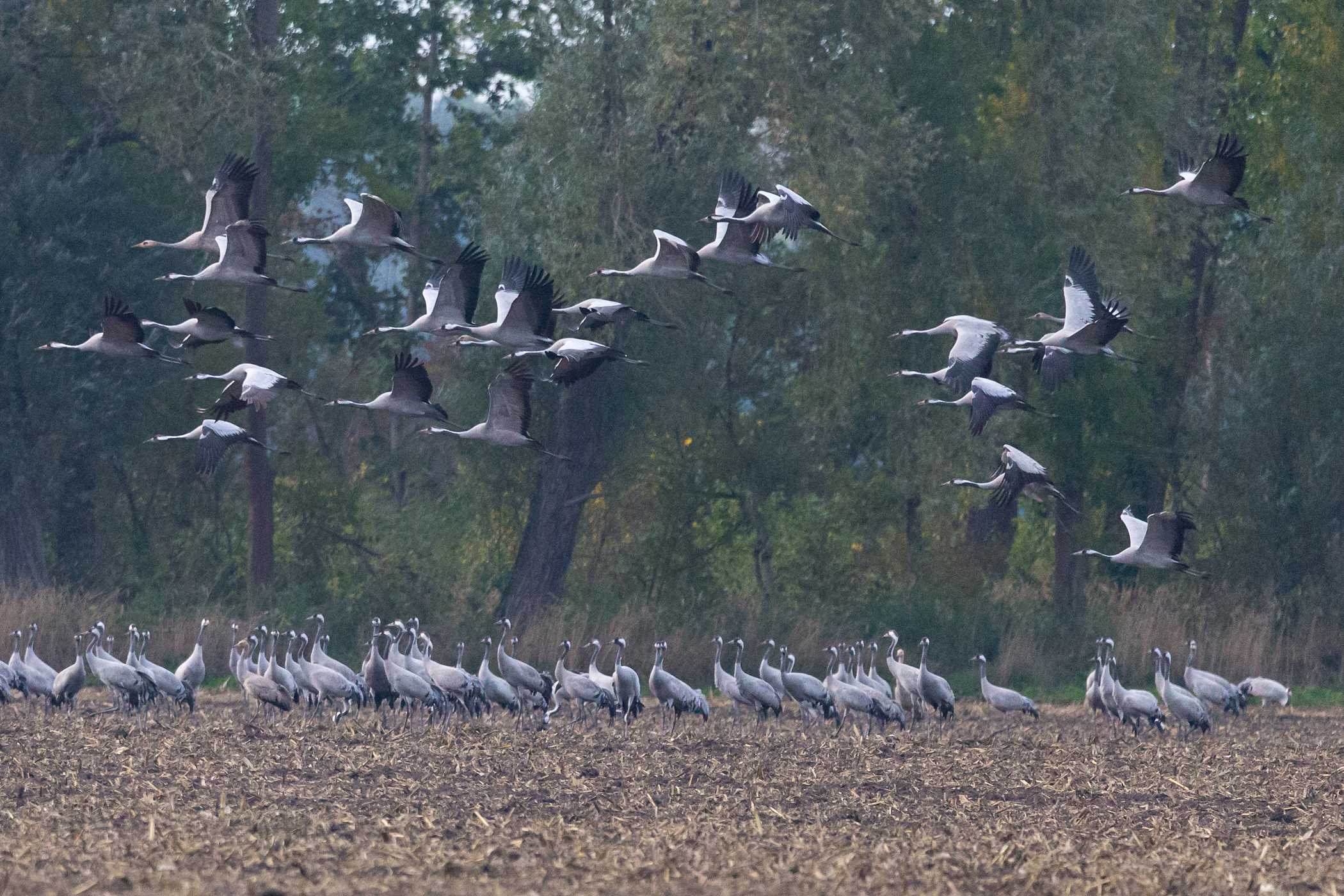 Birdwatching Cranes (Kraniche), Linum