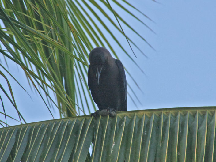 House crow