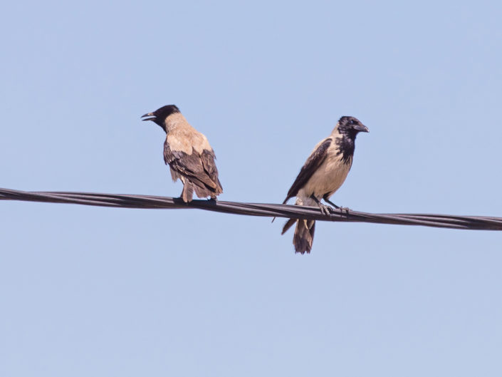 Carrion crow