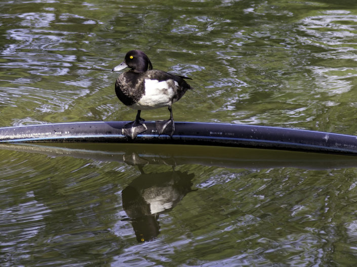 Tufted duck