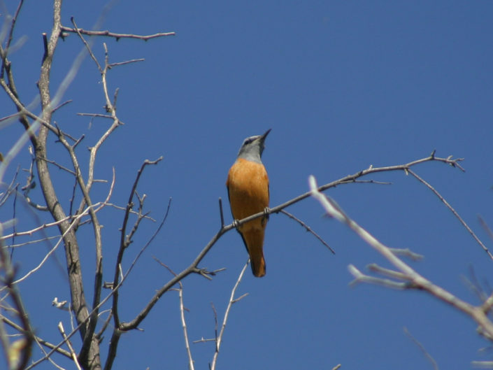 Short-toed rock thrush on a branch