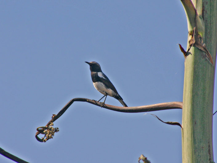 Mountain wheatear