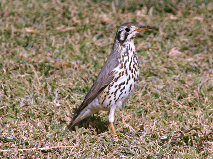 Groundscraper thrush