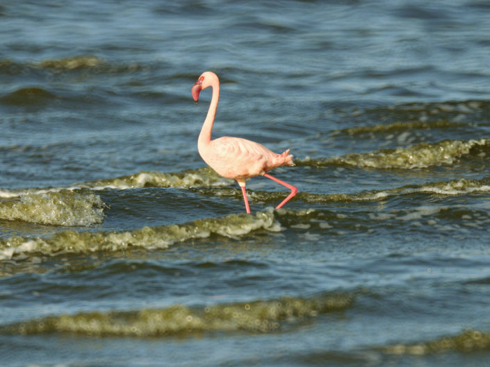 Lesser flamingo