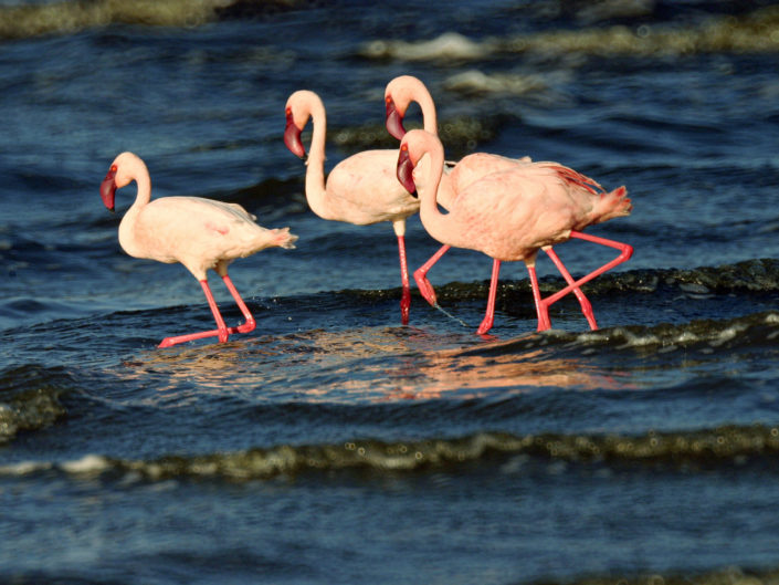 Lesser flamingos