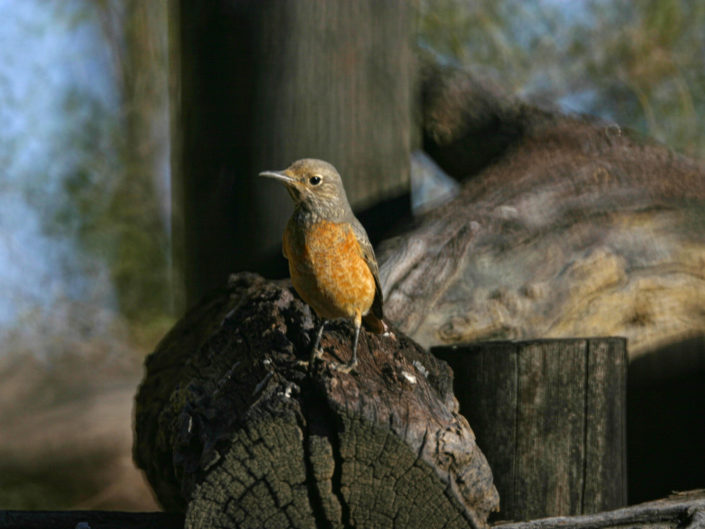 Short-toed rock thrush