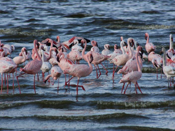 Lesser flamingos