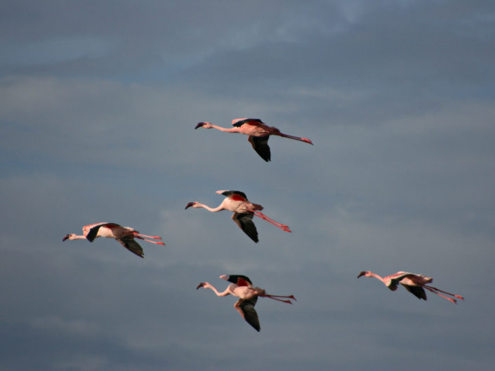 Flying lesser flamingos