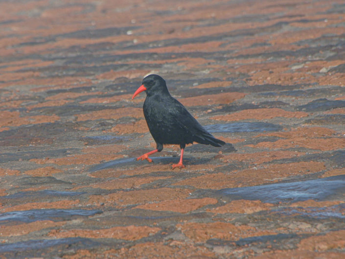 Red-billed chough