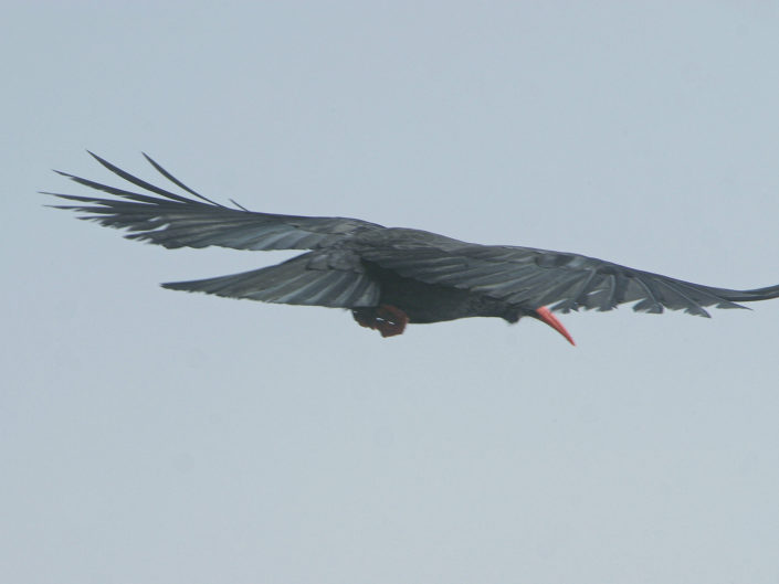 Red-billed chough