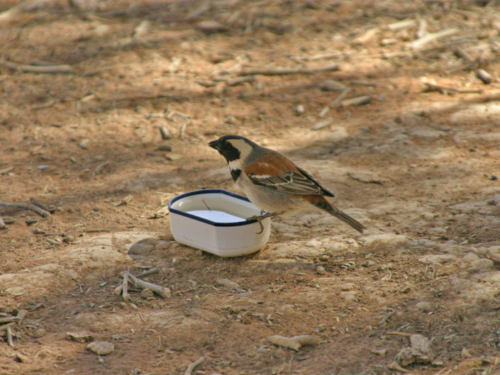 Male cape sparrow drinking
