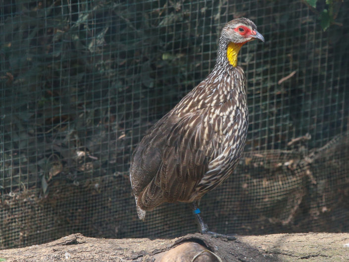 Yellow-necked francolin