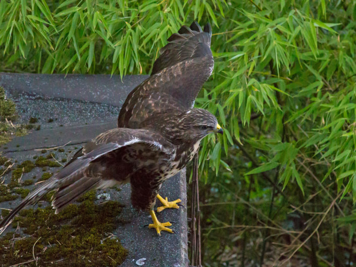 Common Buzzard (Mäusebussard) starting to fly