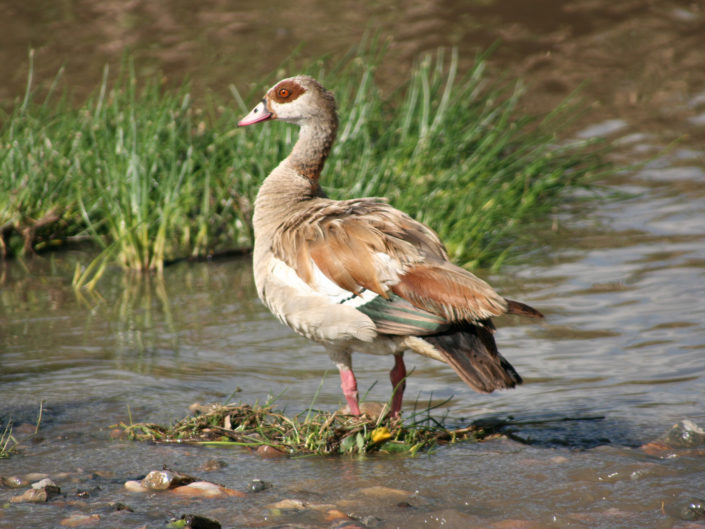 Egyptian goose