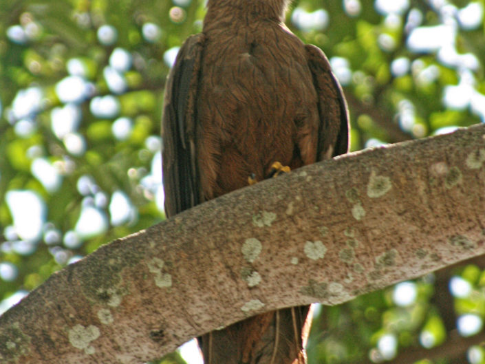 Yellow billed kite