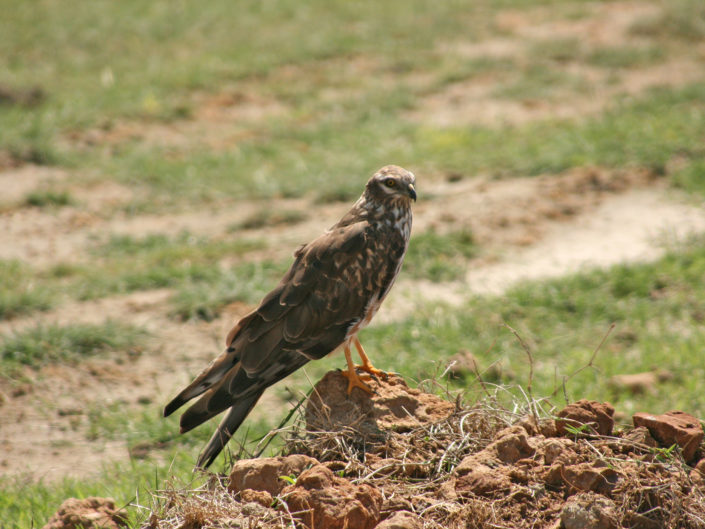 Female Montagu's harrier