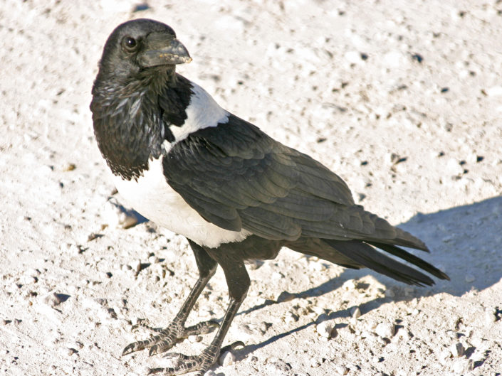 Pied crow in front of our car