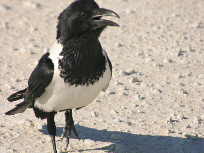 Pied crow in front of our car