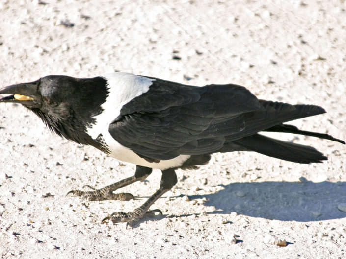 Pied crow with food
