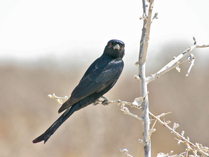 Fork-tailed drongo in an acacia