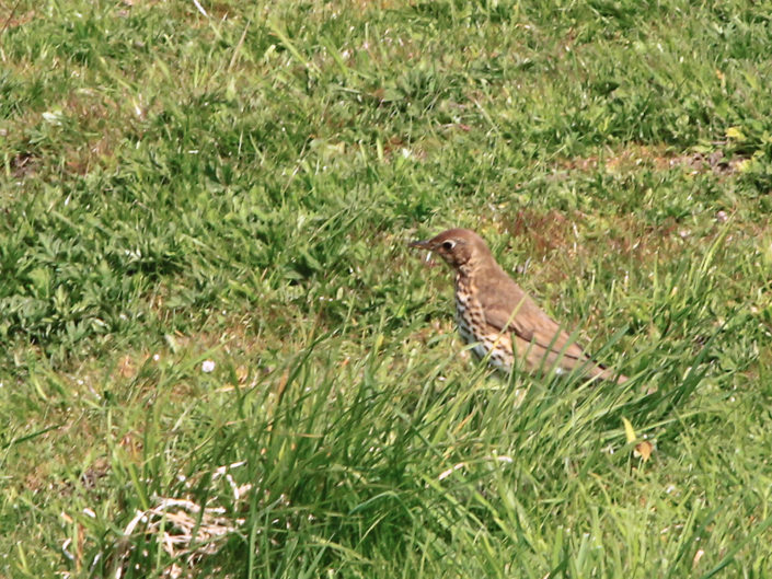 Song thrush