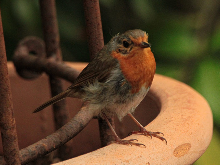 European robin