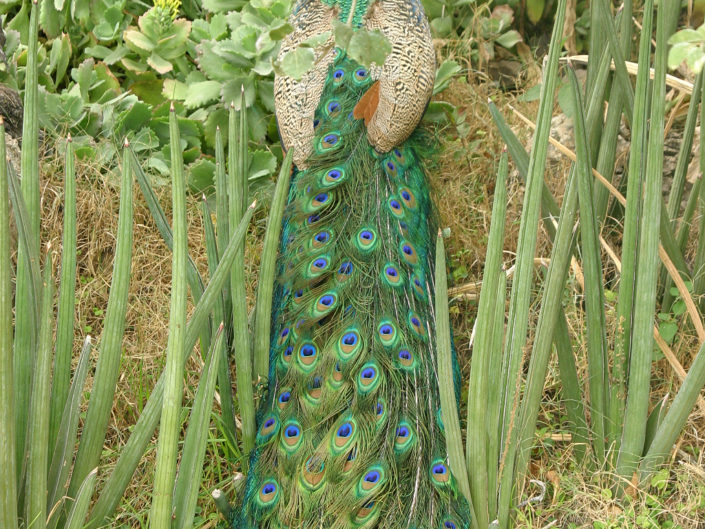 Male indian peafowl