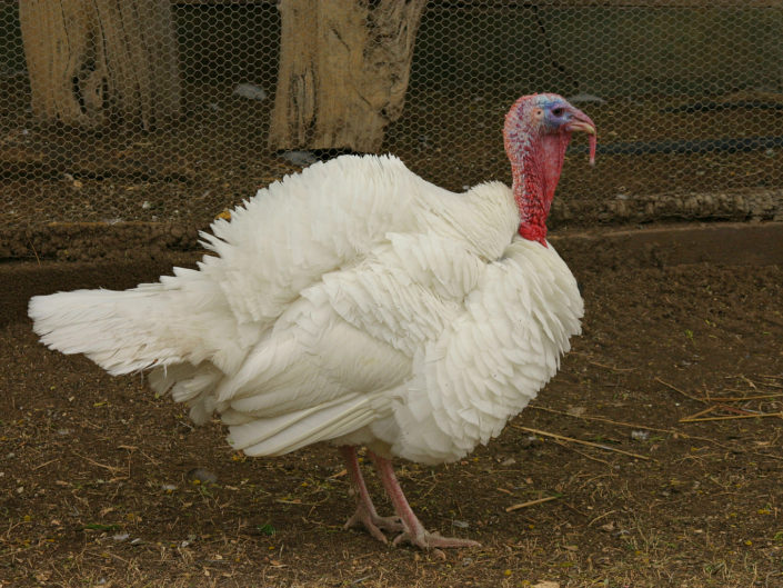 Female domestic turkey