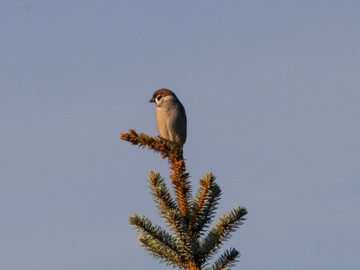 Eurasian tree sparrow on a conifer