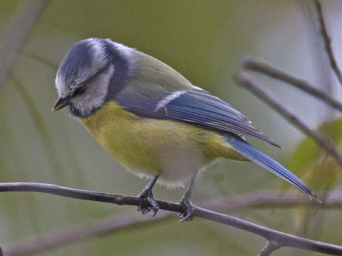 Eurasian blue tit on a branch