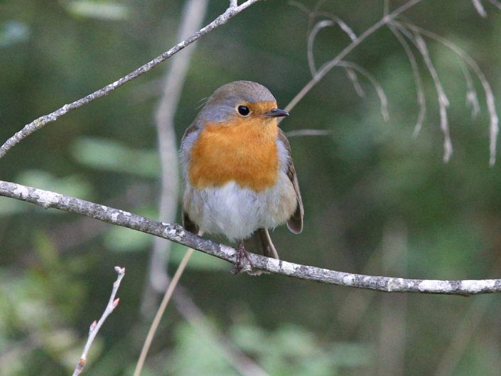 European robin in a tree